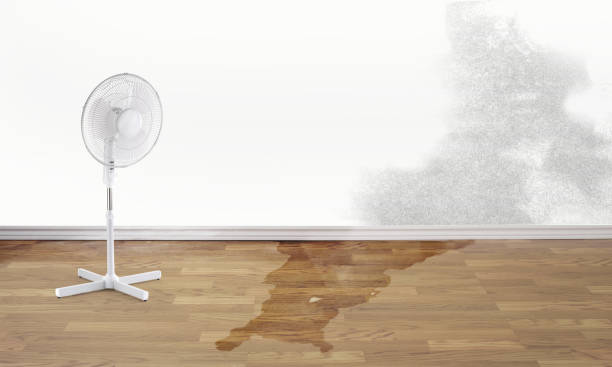 Best Flood damage cleanup  in Rosedale, MS